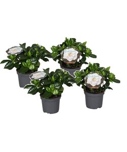 Gardenia Jasminoides - Juego de 4 - Jazmín del Cabo - ⌀13cm - Altura 20-30cm