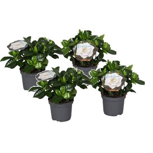 Gardenia Jasminoides - 4er Set - Kap-Jasmin - Topf 13cm - Höhe 20-30cm