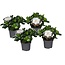 Gardenia Jasminoides - Set van 4 - Jasmijn - Pot 13cm - Hoogte 20-30cm