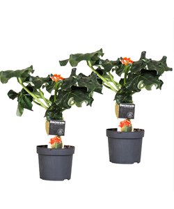 Jatropha Podagrica - 2er Set - Gichtkraut - Topf 13cm - Höhe 25-45cm