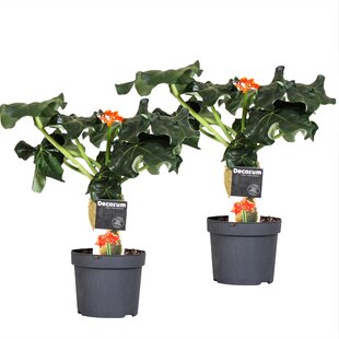 Jatropha Podagrica - 2er Set - Gichtkraut - Topf 13cm - Höhe 25-45cm