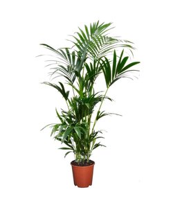 Howea forsteriana - Kentia Palm - Pot 18cm - Height 90-100cm