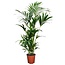 Howea Forsteriana - Kentiapalm - Pot 18cm - Hoogte 90-100cm