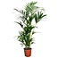 Kentiapalme - Stueplante - Palme - ø18cm - Højde 90-100cm