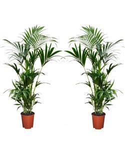 Howea forsteriana - 2er Set - Kentia Farn-Palme - Topf 18cm - Höhe 90-100cm