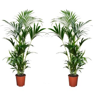 Howea forsteriana - 2er Set - Kentia Farn-Palme - Topf 18cm - Höhe 90-100cm