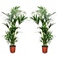 Howea forsteriana - Set of 2 - Kentia Palm - ø18cm - Height 90-100cm