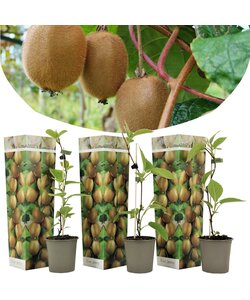Kiwi Actinidia - Zestaw 3 sztuk - Rośliny kiwi - ⌀9cm - Wysokość 20-40 cm