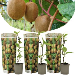 Kiwi Jenny - Set of 3 - Pot 9cm - Height 20 cm