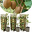 Kiwi Actinidia Jenny - Juego de 3 - Plantas de kiwi - ⌀ 9 cm - Altura 20-40cm