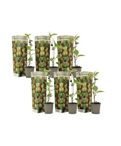 Kiwi Actinidia 'Jenny' - Zestaw 6 sztuk - Rośliny kiwi - ⌀9cm - W20-40 cm
