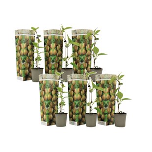 Kiwi Actinidia 'Jenny' - 6er Set - Kiwi Pflanzen - Topf 9cm - Höhe 20-40cm