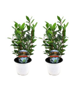 Arbustos de laurel de cocina - Juego de 2 - Laurus Nobilis - ⌀14 cm - a30-40 cm