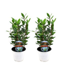 Kitchen laurel bushes - Set of 2 - Laurus Nobilis - ø14cm - Height 30-40cm