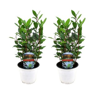 Kitchen laurel bushes - Set of 2 - Laurus Nobilis - ø14cm - Height 30-40cm