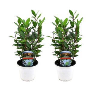 Küchenlorbeerbüsche - 2er Set - Laurus Nobilis - Topf 14cm - Höhe 30-40cm