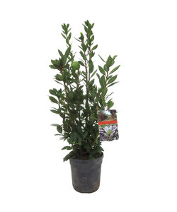 Laurus nobilis - Bay laurel bush - ø21cm - Height 90-100cm