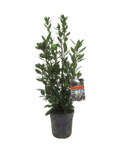 Laurus nobilis - Laurierstruik - Pot 21cm - Hoogte 90-100cm