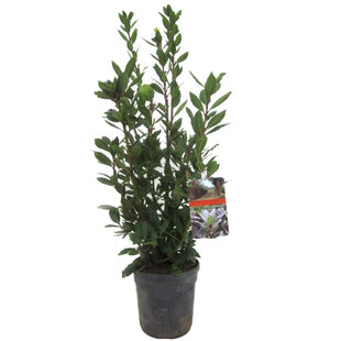 Laurus nobilis - Laurierstruik - Pot 21cm - Hoogte 90-100cm