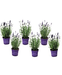 Lavendelbuskar - Sæt med 6 - Blomstrende haveplante - ø10,5cm - Højde 10-15cm