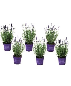 Lavender shrub - Set of 6 - Lavandula angustifolia - ø10,5cm - Height 10-15cm