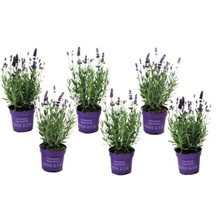 Lavender shrub - Set of 6 - Lavandula angustifolia - ø10,5cm - Height 10-15cm