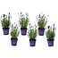 Lavandula angustifolia - 6er Set - Lavendelpflanze - Topf 10.5cm - Höhe 10-15cm