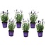 Lavendelbuskar - Sæt med 6 - Blomstrende haveplante - ø10,5cm - Højde 10-15cm