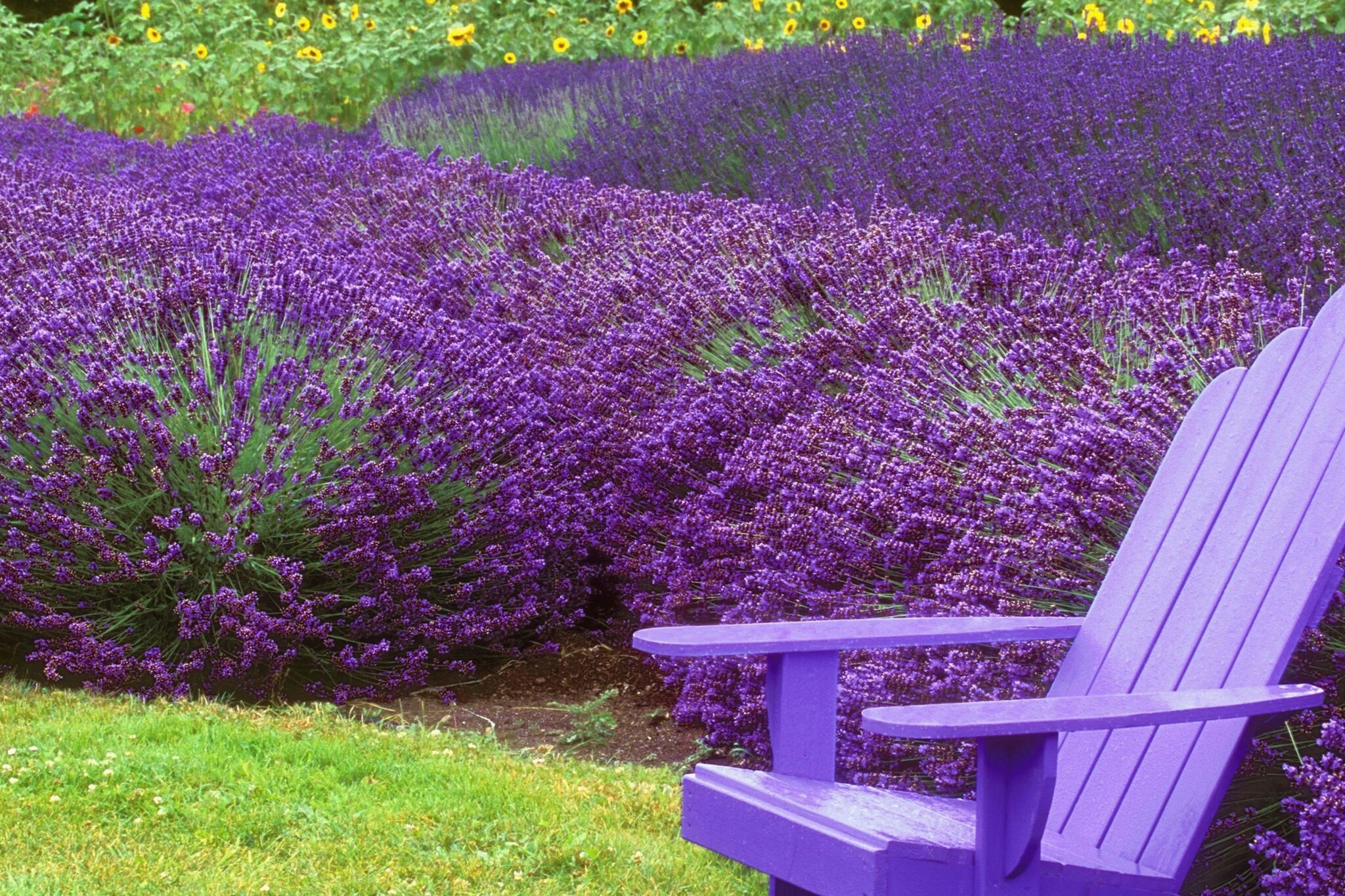 Arbusti di lavanda resistenti all'inverno - Set di 6 - FloraStore