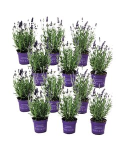 Lavandula angustifolia - 12er Set - Lavendelpflanze - Topf 10,5cm - Höhe 10-15cm