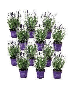 Lavendelbuskar - Sæt med 12 - Blomstrende haveplante - ø10,5cm - Højde 10-15cm