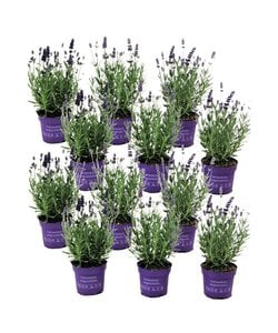 Lavendelplant - Lavandula angustifolia - Set van 12 - ⌀10,5cm - Hoogte 10-15cm