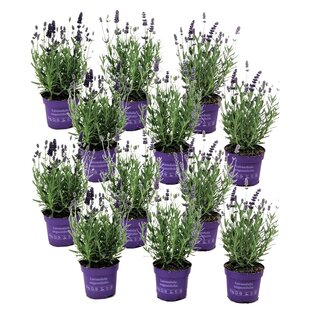 Lavandula angustifolia - Set of 12 - Lavender plant - ⌀10,5cm - Height 10-15cm