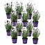 Lavandula angustifolia - 12er Set - Lavendelpflanze - Topf 10,5cm - Höhe 10-15cm