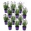 Lavendelplant - Lavandula angustifolia - Set van 12 - ⌀10,5cm - Hoogte 10-15cm