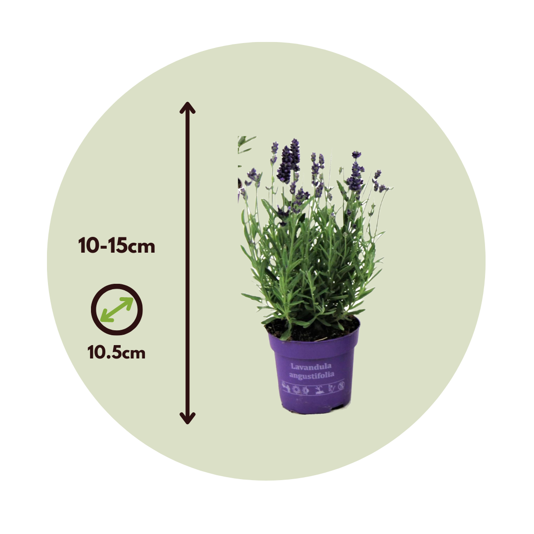 Lavandula angustifolia - x12 - Pianta di lavanda - Vaso 10,5cm