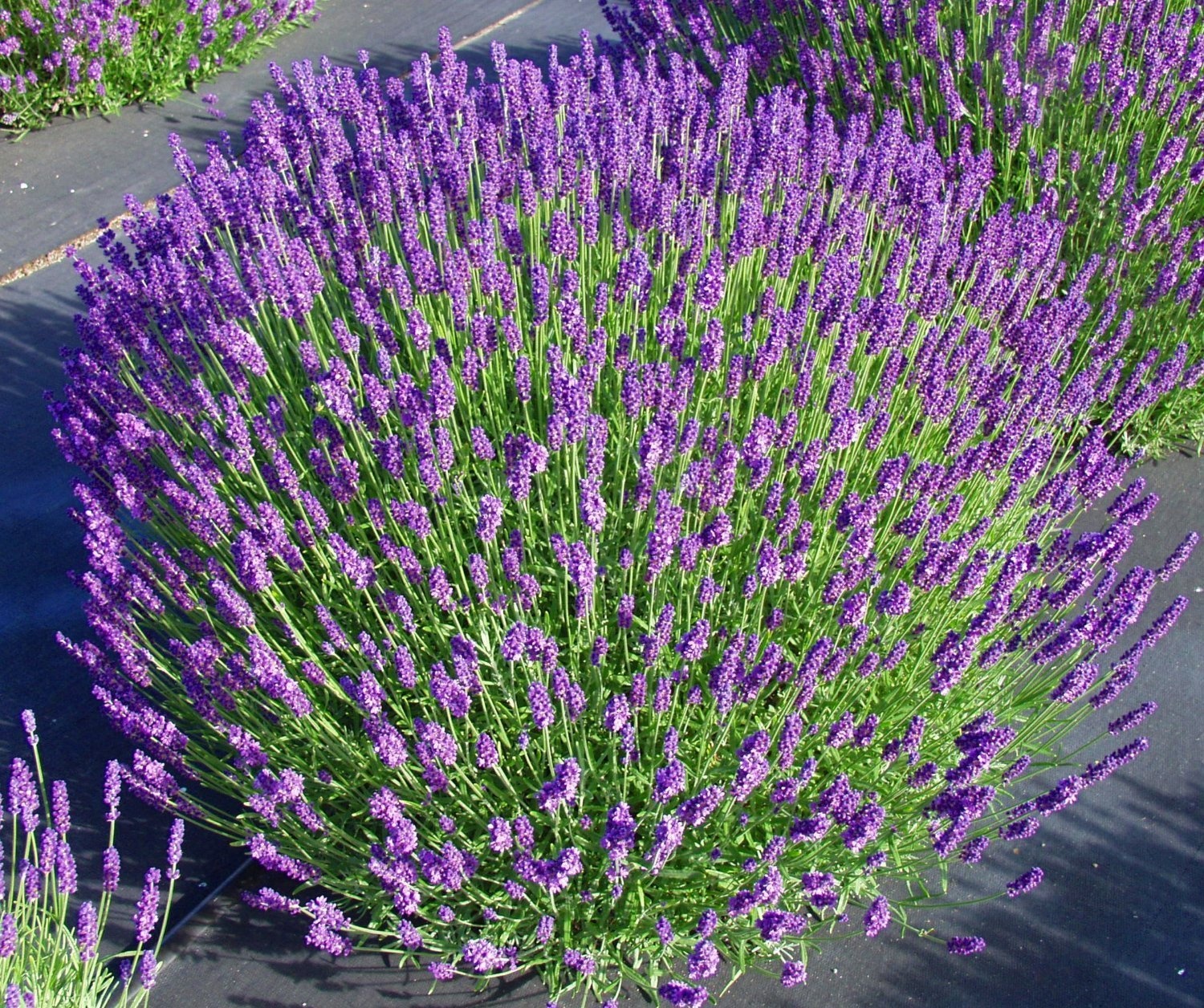 Lavandula angustifolia - x12 - Pianta di lavanda - Vaso 10,5cm