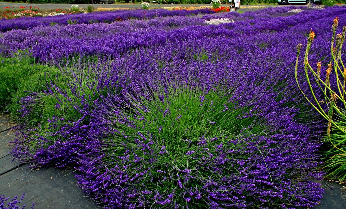 Lavandula angustifolia - Set x12 - Planta de lavanda - ⌀10,5cm - Alto  10-15cm - FloraStore