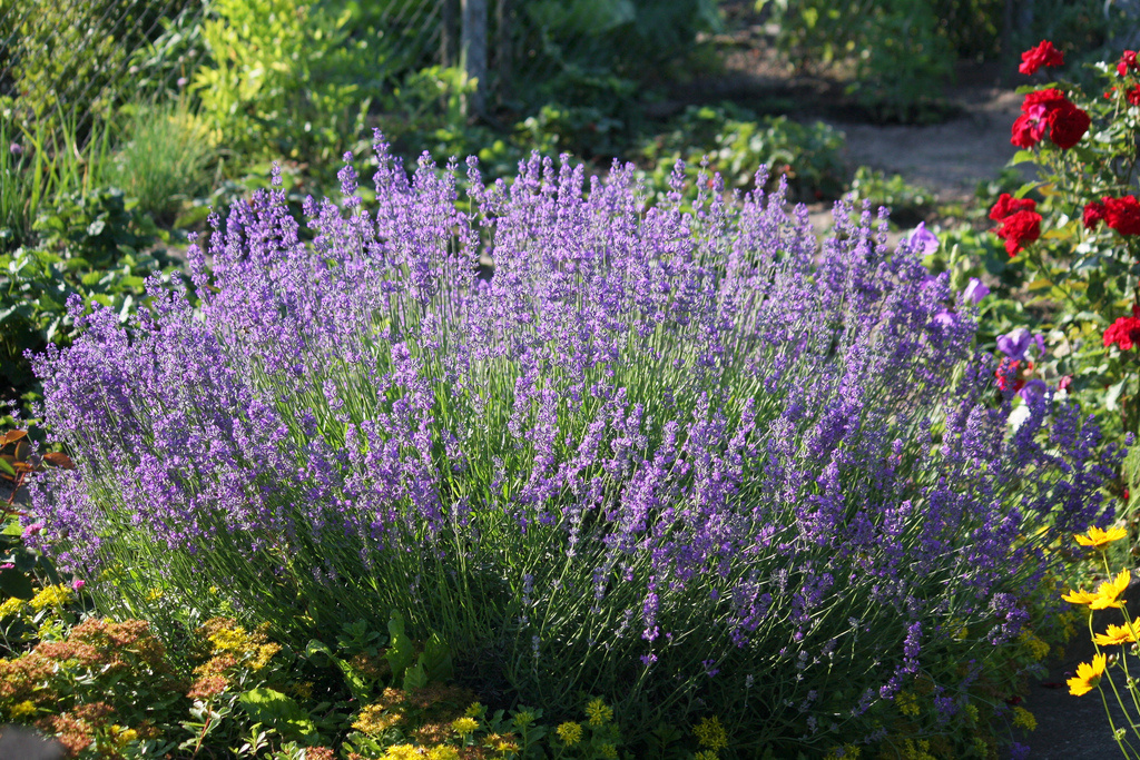 Lavandula angustifolia - x12 - Pianta di lavanda - Vaso 10,5cm