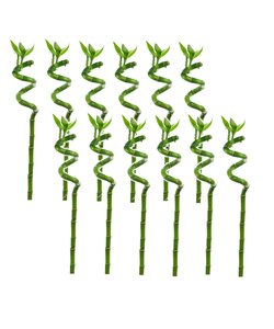 Dracaena sanderiana - Zestaw 12 sztuk - Lucky Bamboo - Wysokość 40-50 cm