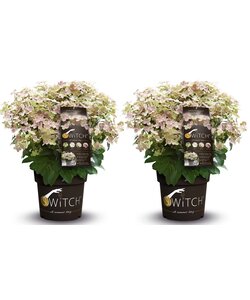 Hydrangea hortensie paniculata (S)witch Ophelia - 2er Set - ⌀19cm -Höhe 30-40cm