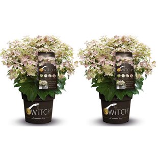 Hydrangea (S)witch Ophelia - Hortensia - Set of 2 - ø19cm - Height 30-40 cm