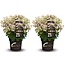 Hydrangea hortensie paniculata (S)witch Ophelia - 2er Set - ⌀19cm -Höhe 30-40cm