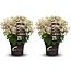 Hydrangea (S)witch Ophelia - Hortensia - Set of 2 - ø19cm - Height 30-40 cm