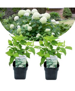 Hydrangea arborescens Annabelle hortensia - Set of 2 - ø17cm - Height 30-40cm