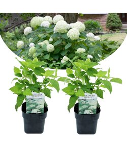 Hydrangea hortensie arborescens Annabelle - 2er Set - ⌀17cm - Höhe 30-40cm