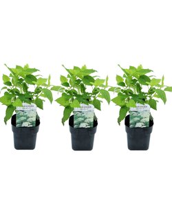 Hydrangea arborescens Annabelle hortensia - Set of 3 - ø17cm - Height 30-40cm