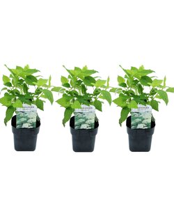 Hydrangea arborescens Annabelle - Set de 3 - Pot 17cm - Hauteur 30-40cm