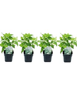 Hydrangea arborescens Annabelle - Set de 4 - Pot 17cm - Hauteur 30-40cm