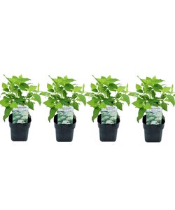 Hydrangea arborescens 'Annabelle' - Set van 4 - Pot 17cm - Hoogte 30-40cm